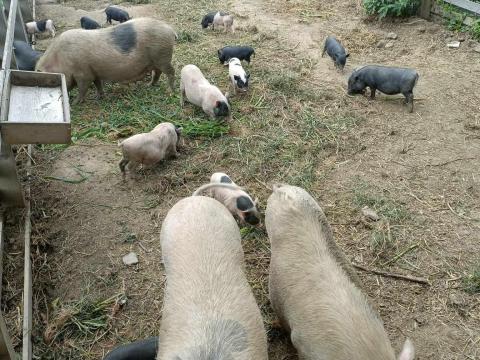 Eladó csüngőhasú malacok Eladó csüngőhasú malacok