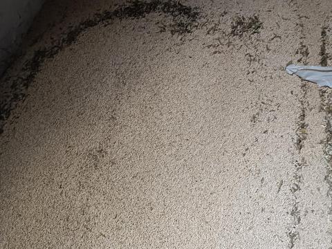 Takarmány borsó Takarmány borsó