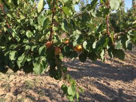 Kajszibarack ültetvény 3,5 ha eladó