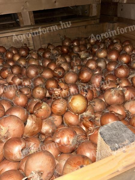 Tavaszi vetésű vöröshagyma eladó 50–70 mm, illetve 70 mm feletti méretben