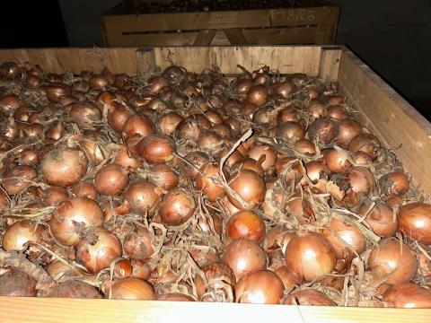 Tavaszi vetésű vöröshagyma eladó 70 mm feletti méretben Tavaszi vetésű vöröshagyma eladó 70 mm feletti méretben