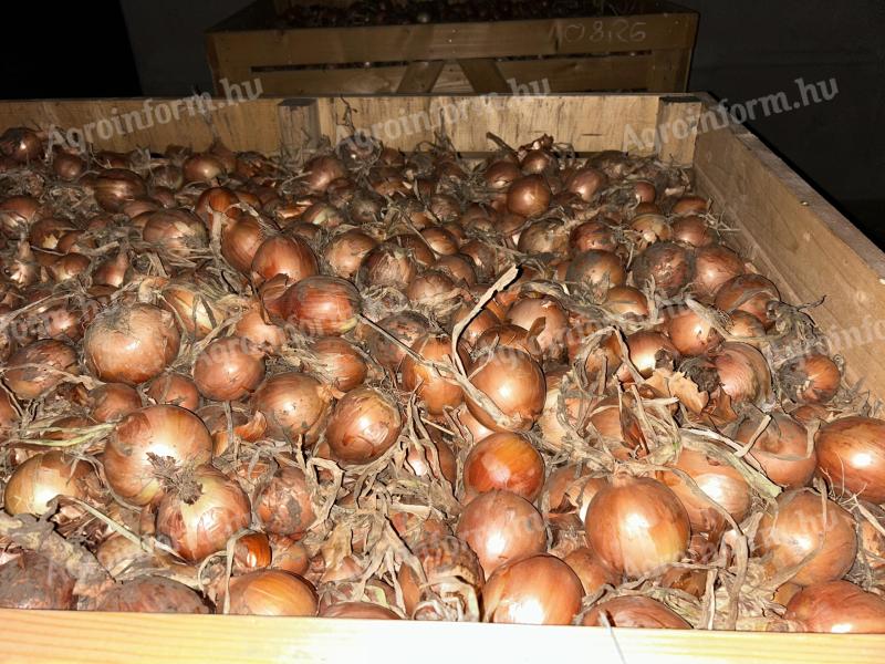 Tavaszi vetésű vöröshagyma eladó 70 mm feletti méretben