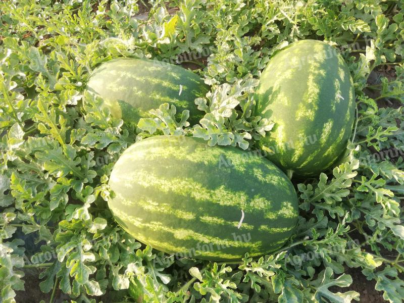 Termelői dinnye, görögdinnye és sárgadinnye eladó (Sárbogárd)
