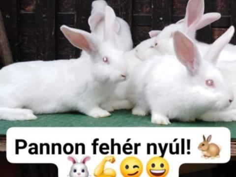 Pannon nyulak eladók Pannon nyulak eladók