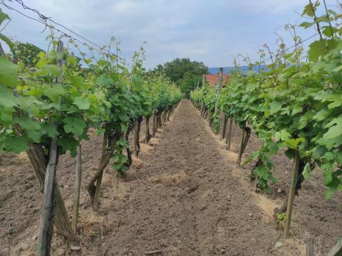 Szent György-hegyen szőlőbirtok eladó Szent György-hegyen szőlőbirtok eladó