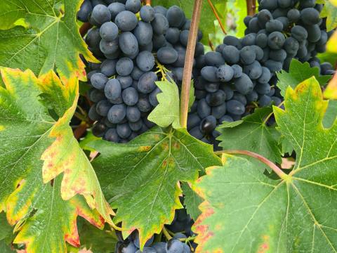 Néró szőlő bornak, pálinkának Néró szőlő bornak, pálinkának