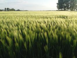 KWS Astaire őszi árpa vetőmag