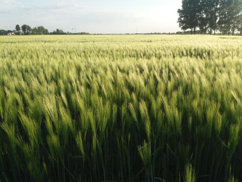 KWS Astaire őszi árpa vetőmag KWS Astaire őszi árpa vetőmag