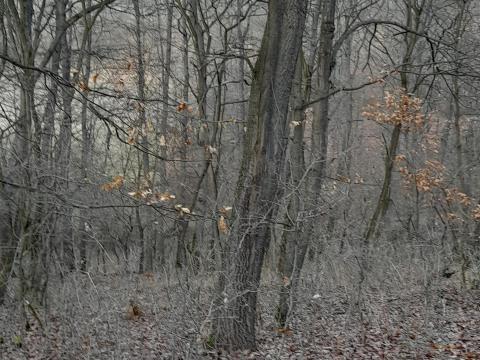 Erdő eladó Bátonyterenye határában Erdő eladó Bátonyterenye határában