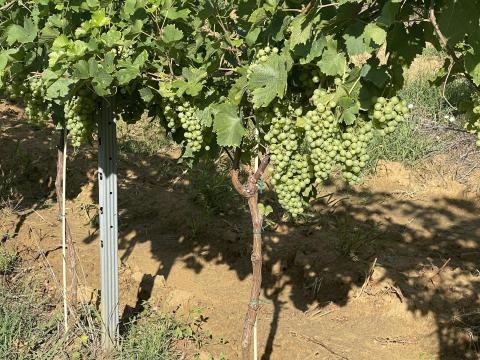 Cserszegi fűszeres borszőlő eladó Cserszegi fűszeres borszőlő eladó