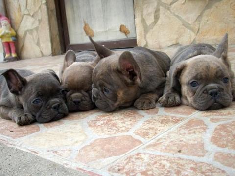 Francia bulldog kölykök Francia bulldog kölykök