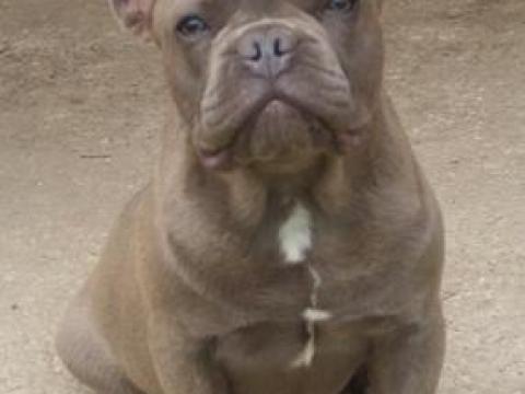 Francia bulldog kölykök Francia bulldog kölykök