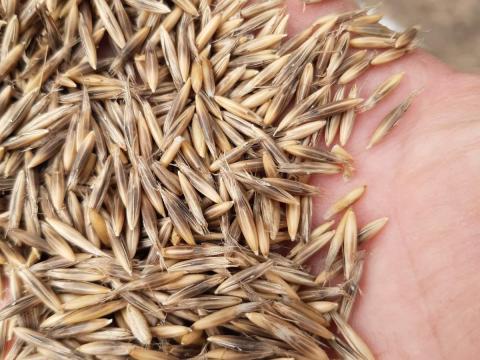 Homoki zab vetőmag tisztaságú (BIO)