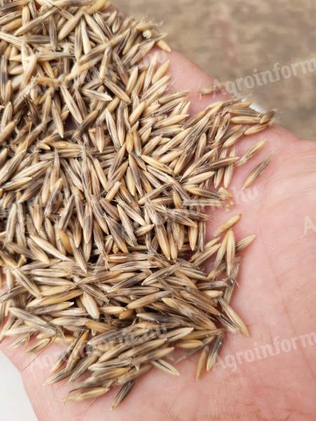 Homoki zab vetőmag tisztaságú (BIO)