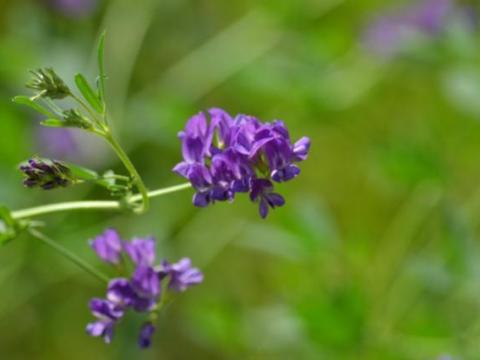 Hunor-40 lucerna vetőmag Hunor-40 lucerna vetőmag