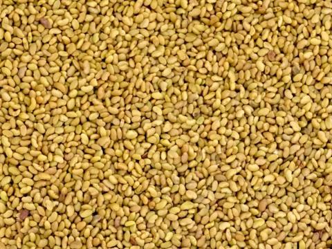 AS-1 lucerna vetőmag személyes átvétellel,  házhozszállítással AS-1 lucerna vetőmag személyes átvétellel,  házhozszállítással
