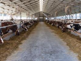 Olcsó könnyűszerkezetes csarnok állattartásra istállónak