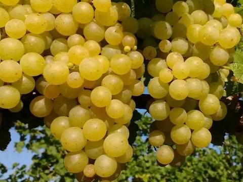 Irsai Olivér szőlő eladó Nagyrédén – utolsó idei szedés Irsai Olivér szőlő eladó Nagyrédén – utolsó idei szedés