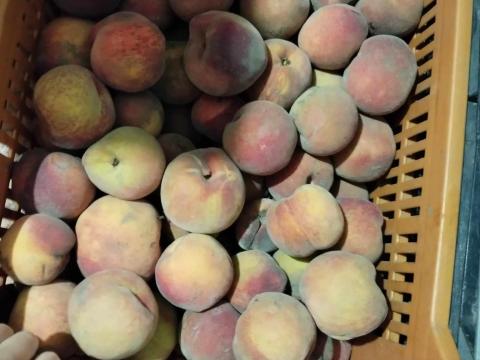 Cefre őszibarack Cefre őszibarack