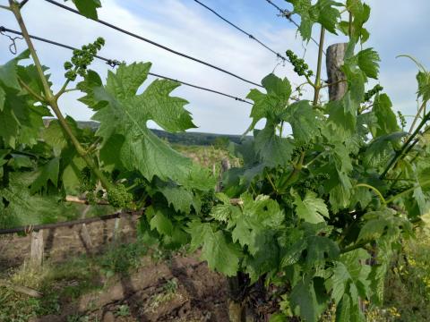 Borszőlő ültetvény bérbeadó Borszőlő ültetvény bérbeadó