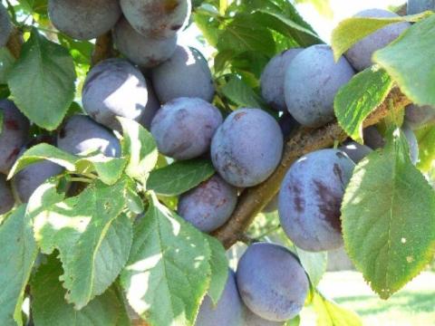 Stanley szilva Stanley szilva