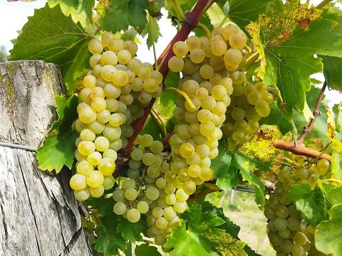 Bianca szőlő eladó Bianca szőlő eladó