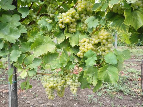 MATRAALJÁN CHARDONAY BORNAK PALNKÁNAK kapható MATRAALJÁN CHARDONAY BORNAK PALNKÁNAK kapható