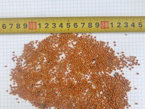 Vörös köles, fehér köles, tisztított red millet, cleaned Vörös köles, fehér köles, tisztított red millet, cleaned