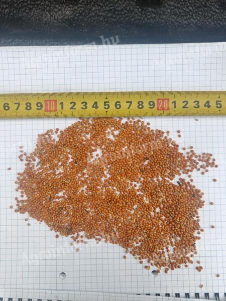 Vörös köles, fehér köles, tisztított red millet, cleaned