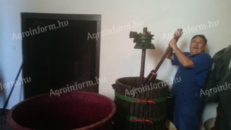 Borszőlő eladó! Ezerjó karakterű vegyes szőlő eladó Móron,  kb. 800 kg