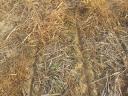 Direktvetést vállalok NO-TILL