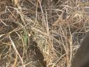 Direktvetést vállalok NO-TILL