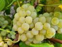 Muscat Ottonel minőségi borszőlő eladó