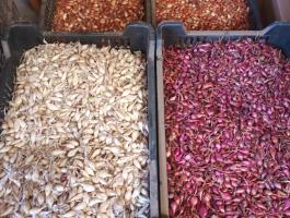 Dughagyma (makói, stuttgarti, lila és fehér ezüst) közvetlenül termelőtől eladó Makón