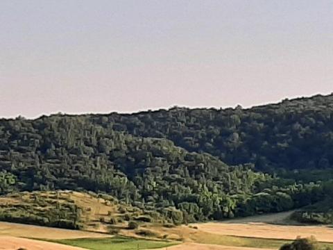 Eladó erdőterület Nógrád Vármegyében Eladó erdőterület Nógrád Vármegyében