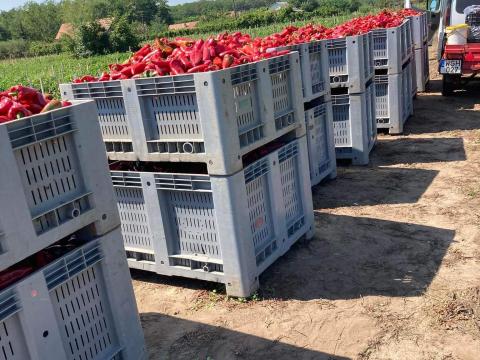 Pritamin paprika eladó Pritamin paprika eladó