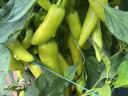 Pritamin paprika eladó