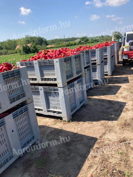 paprika eladó