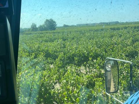 Szőlőterületet bérelnék Soltvadkert 30km es körzeteben Szőlőterületet bérelnék Soltvadkert 30km es körzeteben