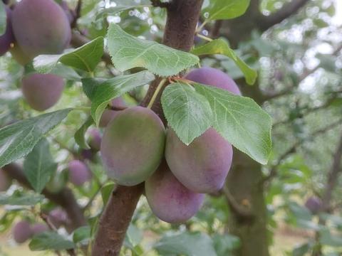 Elena és Topend Plusz szilva eladó Elena és Topend Plusz szilva eladó