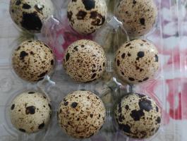 Fürjtojás keltetésre és étkezésre, szállítással