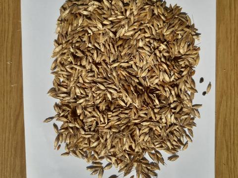 Alakor BIO,  vetésre tisztított Alakor BIO,  vetésre tisztított