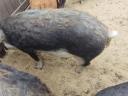 Mangalica hízók eladók