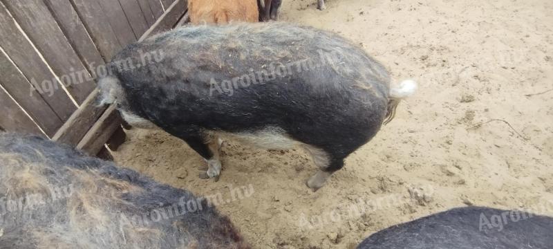 Mangalica hízók eladók