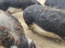 Mangalica hízók eladók