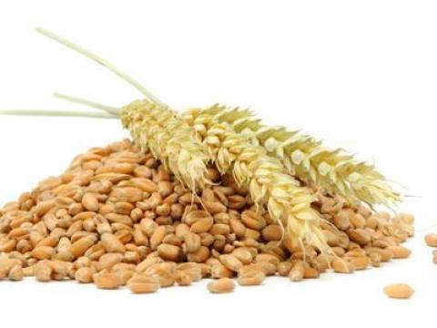 Jó minőségű kukorica, búza, napraforgó és zab eladó