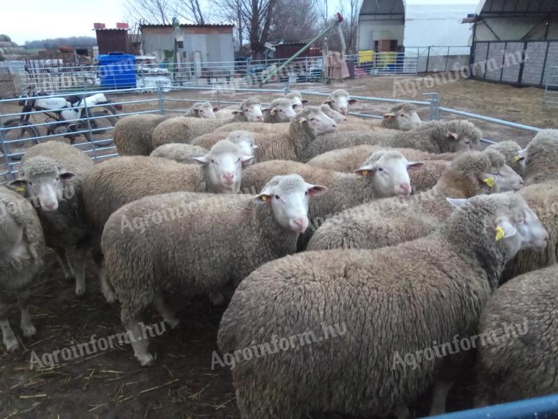 Német húsmerinó tenyészkosok eladók Mindszenten