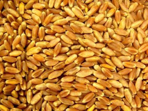 BIO búza,  tönköly,  lenmag,  napraforgó vásárlás országszerte BIO búza,  tönköly,  lenmag,  napraforgó vásárlás országszerte