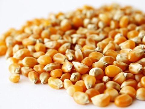 Popcorn,  cirok,  csíkos napraforgó vásárlás országszerte Popcorn,  cirok,  csíkos napraforgó vásárlás országszerte