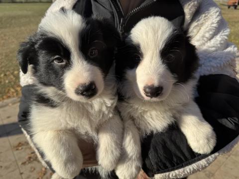 Border Collie fajtájú tiszta kölykök eladók